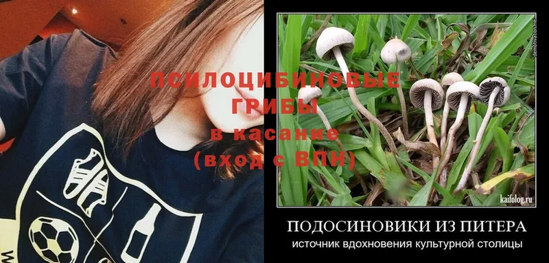 Галлюциногенные грибы Psilocybine cubensis  Углегорск 